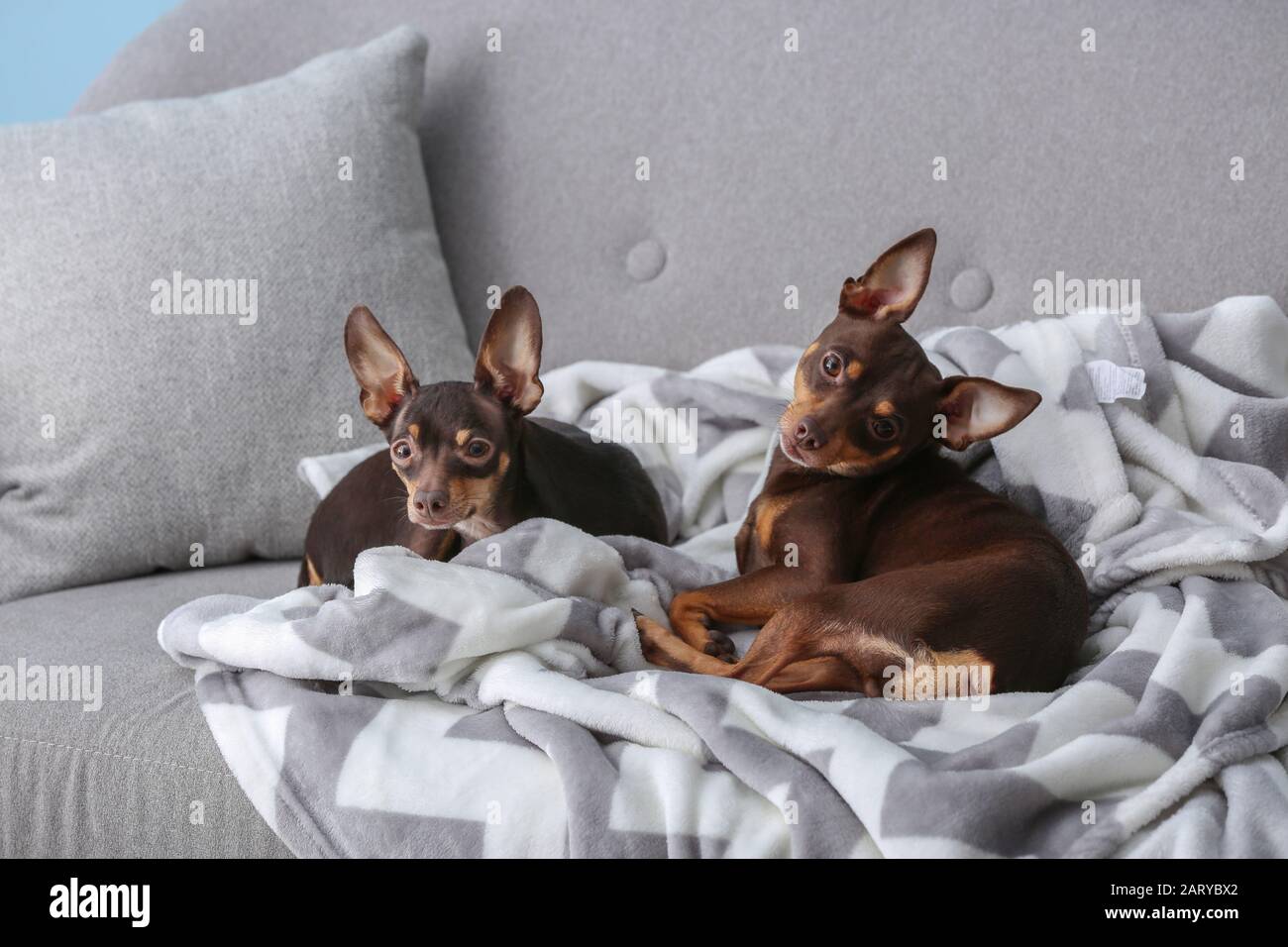 Simpatici cani giocattolo più trier sdraiati sul divano Foto Stock