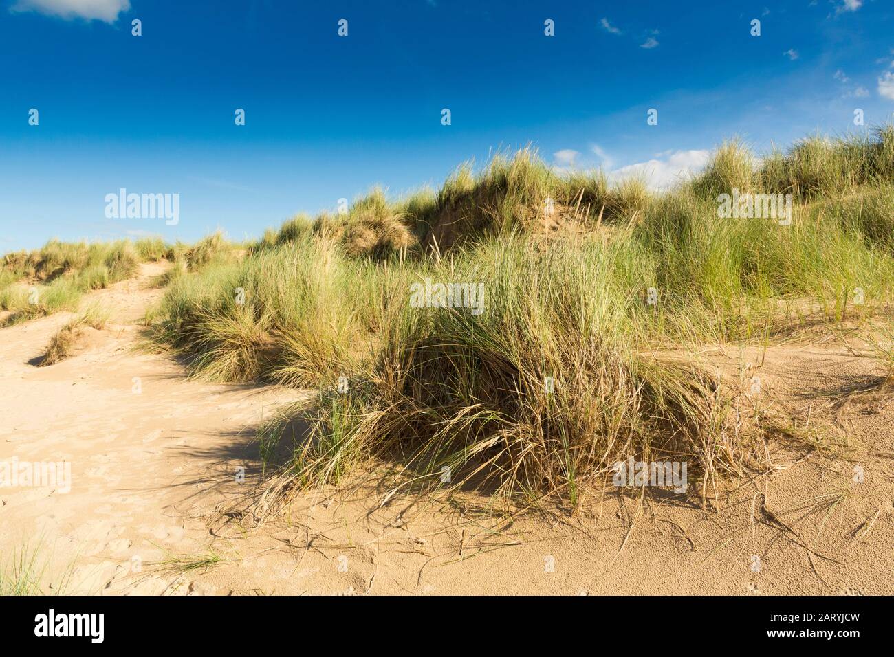 Marram Grass sulle dune di Holkham, Norfolk, Regno Unito Foto Stock