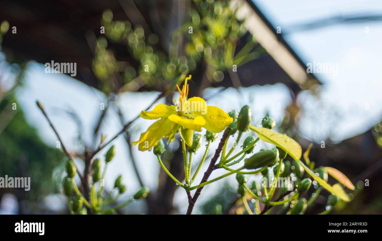 I fiori di albicocca nel giardino si preparano ad accogliere il tradizionale Tet Foto Stock