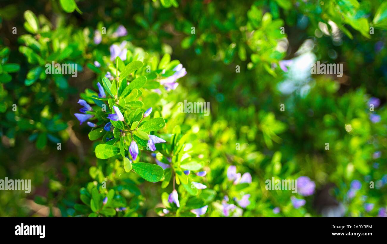 I fiori di albicocca nel giardino si preparano ad accogliere il tradizionale Tet.hoa mai traong khu vườn chuẩn bị đón tết truyền thống Foto Stock