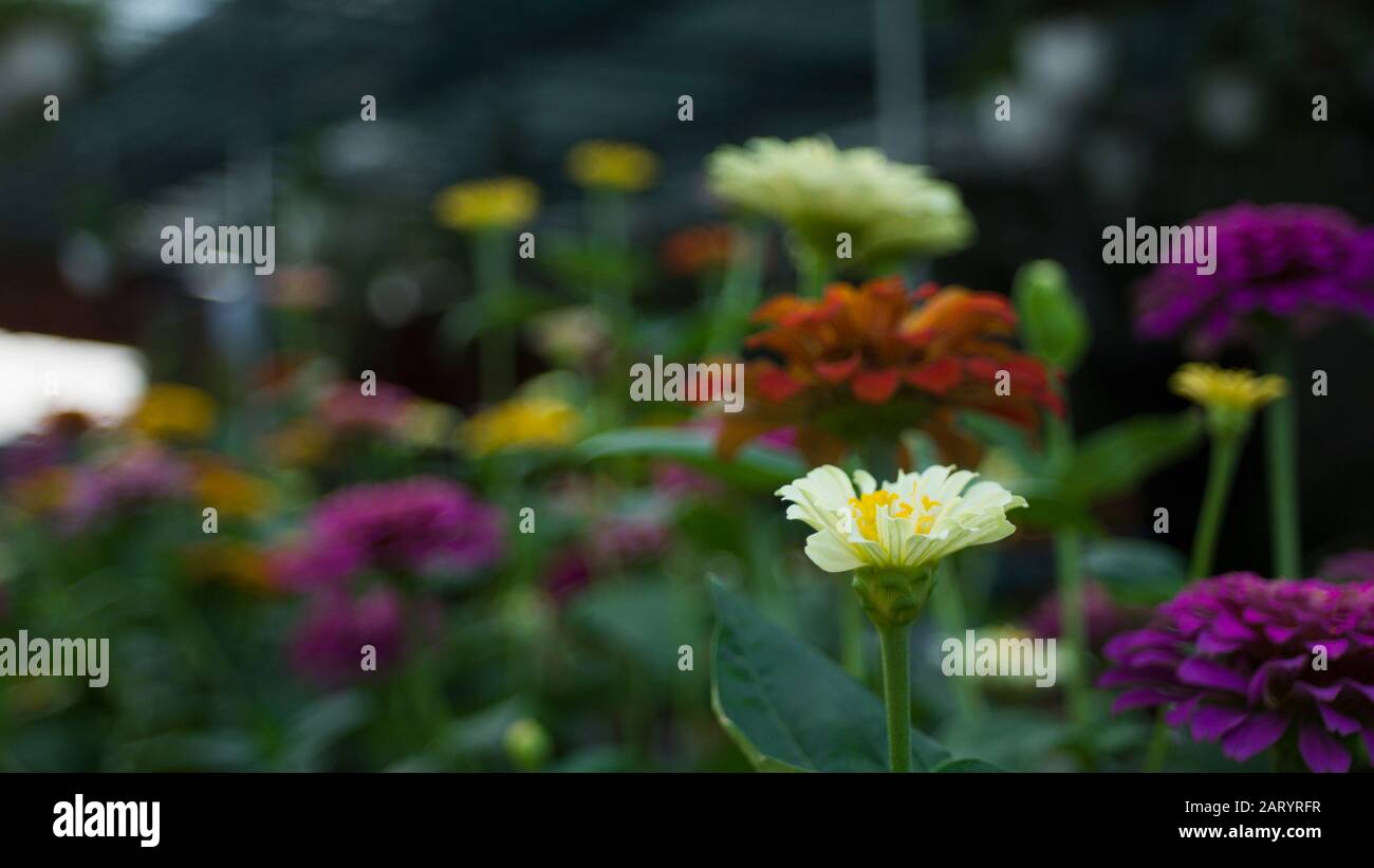 I fiori di albicocca nel giardino si preparano ad accogliere il tradizionale Tet.hoa mai traong khu vườn chuẩn bị đón tết truyền thống Foto Stock