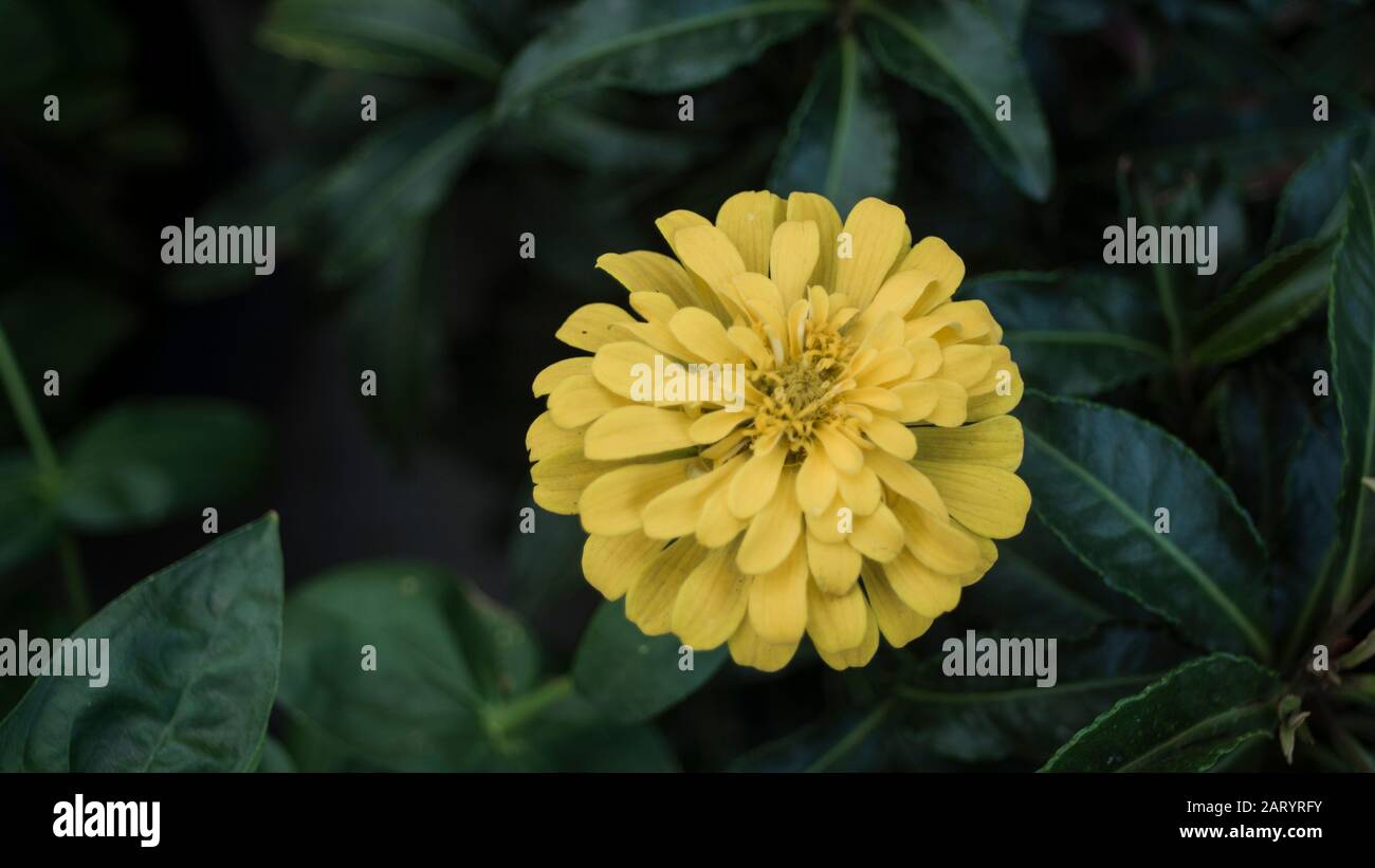 I fiori di albicocca nel giardino si preparano ad accogliere il tradizionale Tet.hoa mai traong khu vườn chuẩn bị đón tết truyền thống Foto Stock