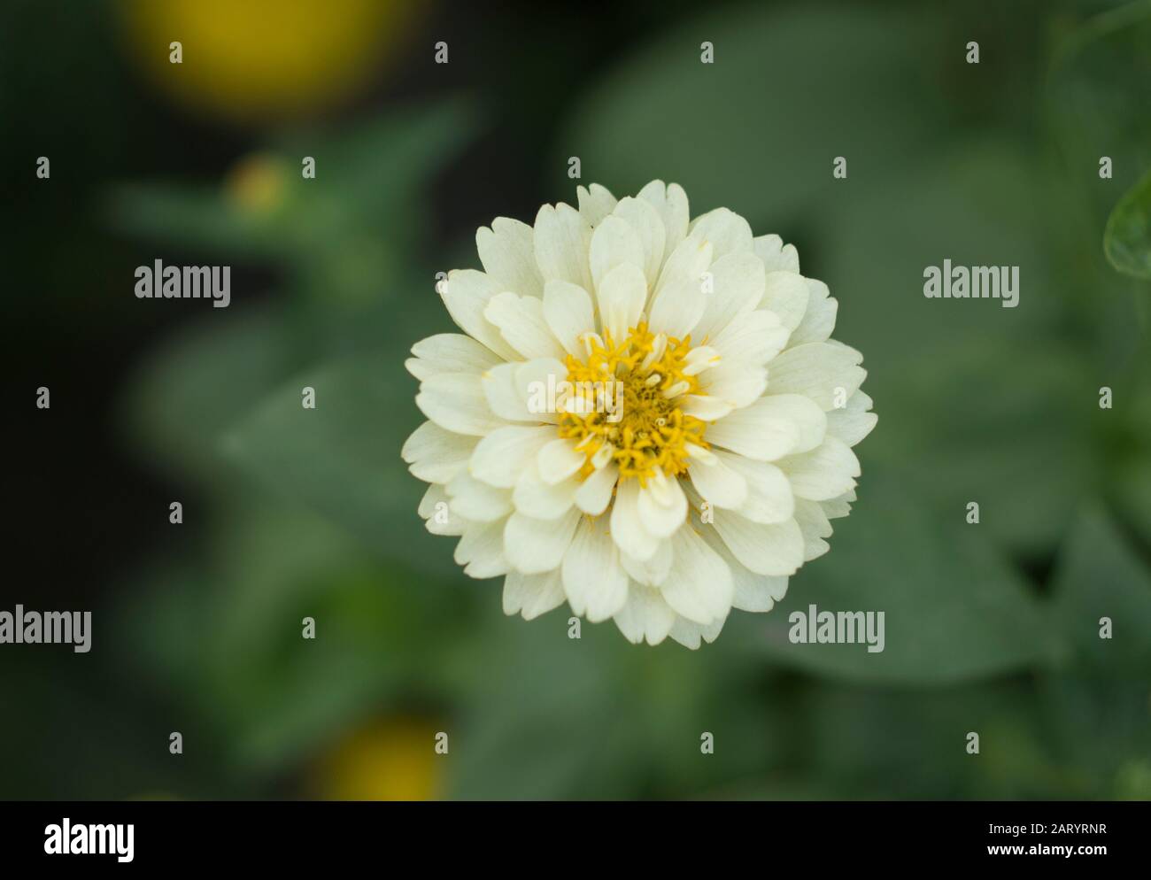 I fiori di albicocca nel giardino si preparano ad accogliere il tradizionale Tet.hoa mai traong khu vườn chuẩn bị đón tết truyền thống Foto Stock
