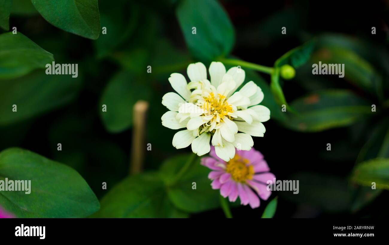 I fiori di albicocca nel giardino si preparano ad accogliere il tradizionale Tet.hoa mai traong khu vườn chuẩn bị đón tết truyền thống Foto Stock