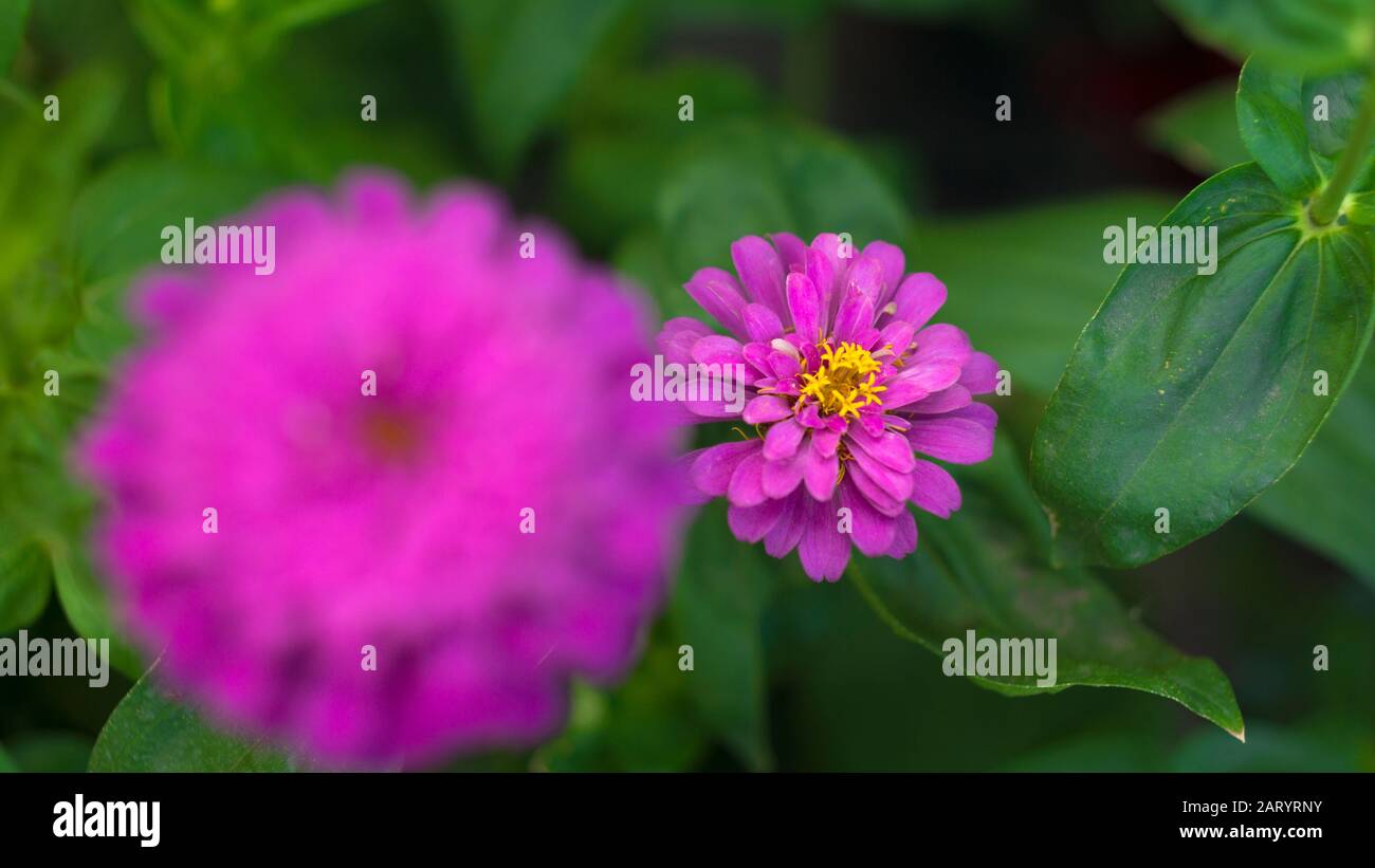 I fiori di albicocca nel giardino si preparano ad accogliere il tradizionale Tet.hoa mai traong khu vườn chuẩn bị đón tết truyền thống Foto Stock