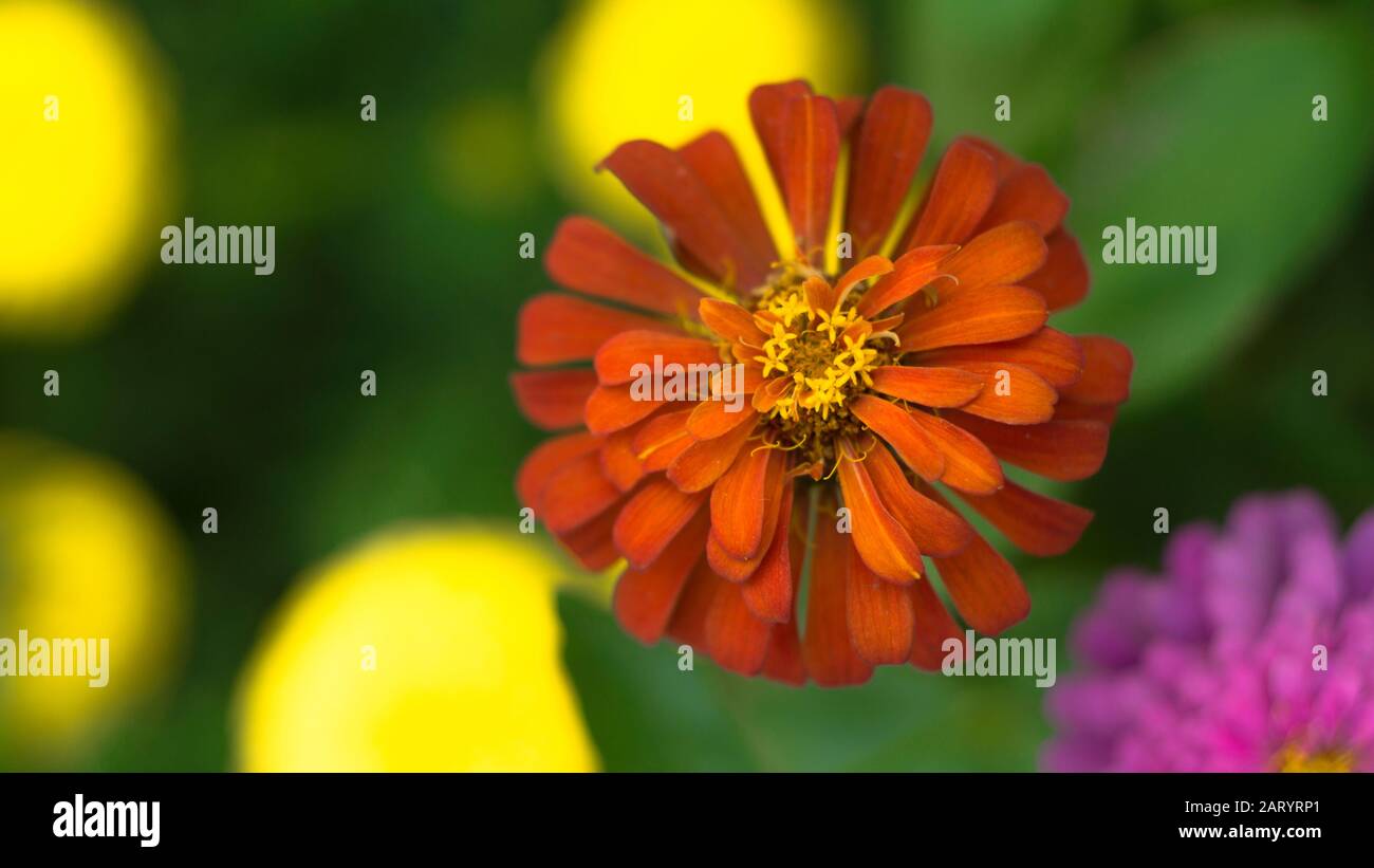 I fiori di albicocca nel giardino si preparano ad accogliere il tradizionale Tet.hoa mai traong khu vườn chuẩn bị đón tết truyền thống Foto Stock