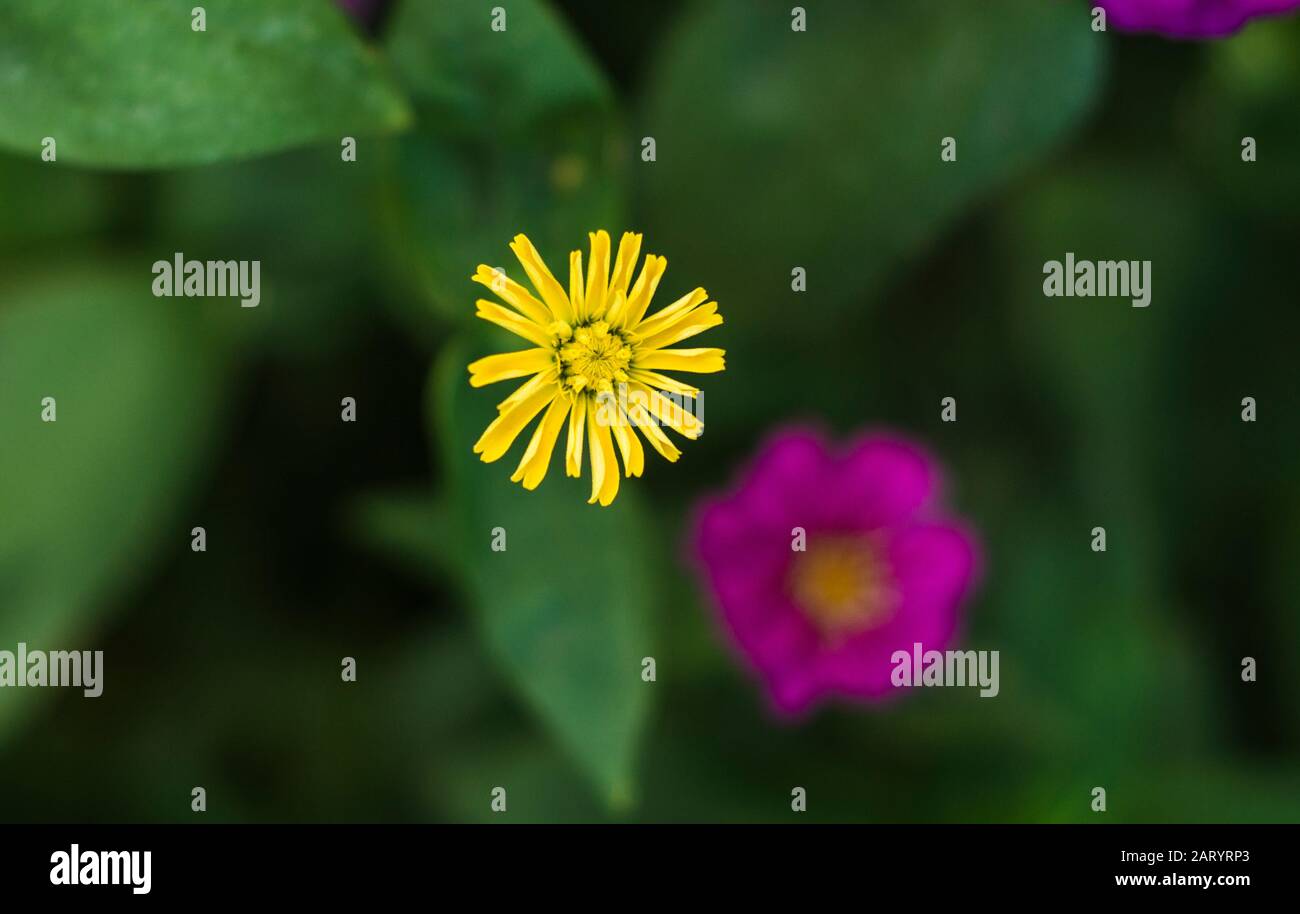 I fiori di albicocca nel giardino si preparano ad accogliere il tradizionale Tet.hoa mai traong khu vườn chuẩn bị đón tết truyền thống Foto Stock