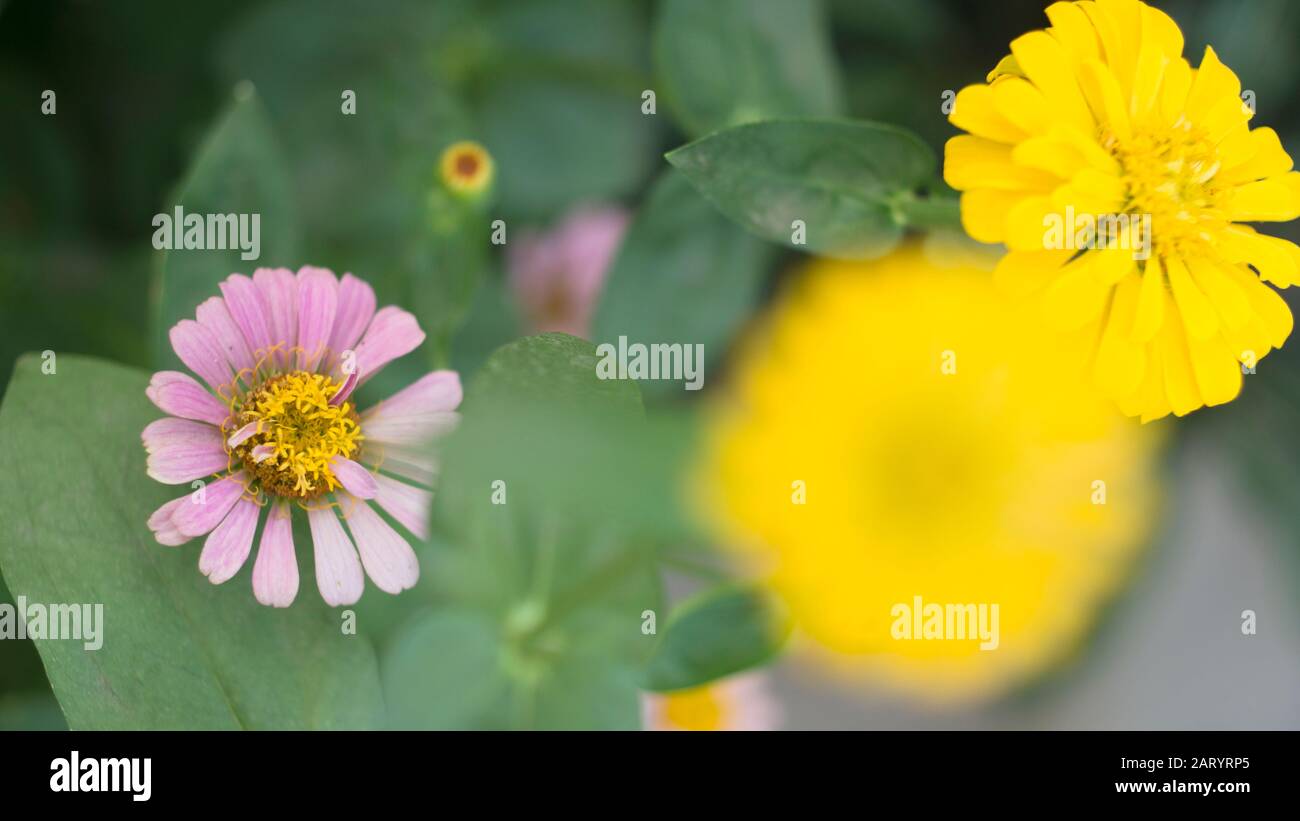 I fiori di albicocca nel giardino si preparano ad accogliere il tradizionale Tet.hoa mai traong khu vườn chuẩn bị đón tết truyền thống Foto Stock