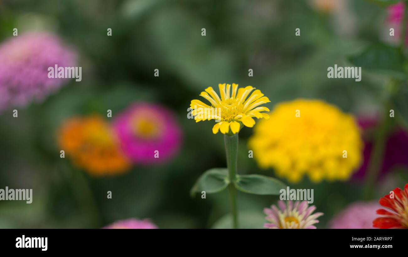 I fiori di albicocca nel giardino si preparano ad accogliere il tradizionale Tet.hoa mai traong khu vườn chuẩn bị đón tết truyền thống Foto Stock