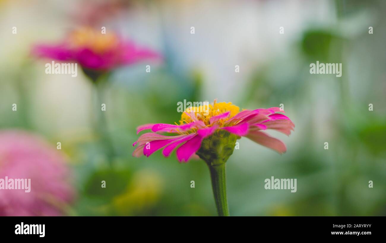 I fiori di albicocca nel giardino si preparano ad accogliere il tradizionale Tet.hoa mai traong khu vườn chuẩn bị đón tết truyền thống Foto Stock