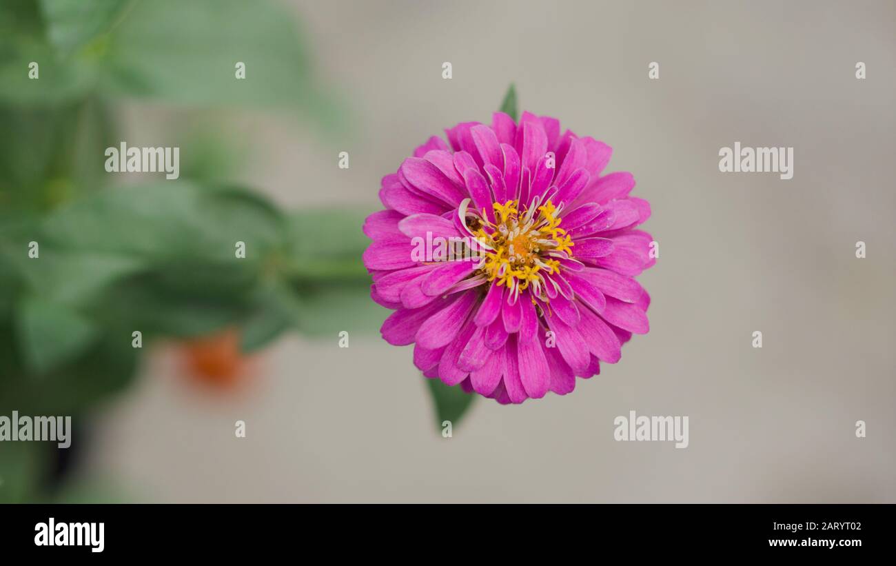I fiori di albicocca nel giardino si preparano ad accogliere il tradizionale Tet.hoa mai traong khu vườn chuẩn bị đón tết truyền thống Foto Stock