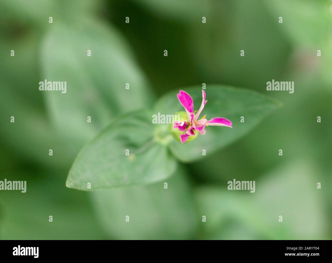 I fiori di albicocca nel giardino si preparano ad accogliere il tradizionale Tet.hoa mai traong khu vườn chuẩn bị đón tết truyền thống Foto Stock