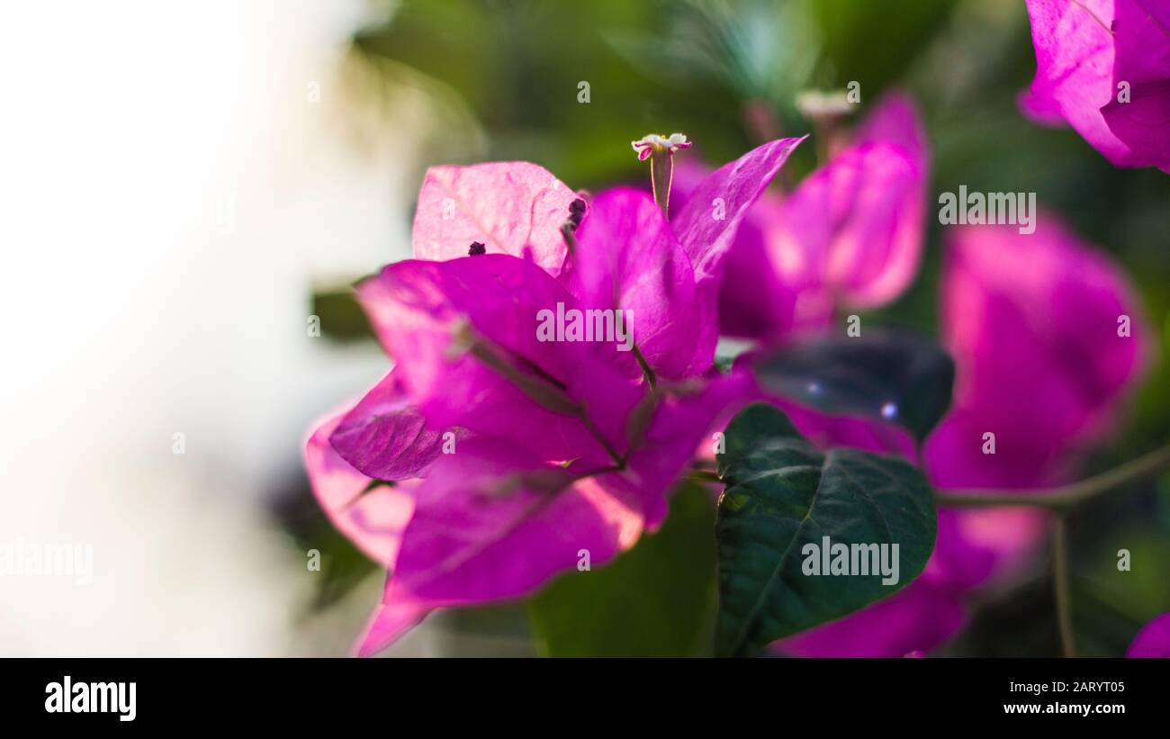 I fiori di albicocca nel giardino si preparano ad accogliere il tradizionale Tet.hoa mai traong khu vườn chuẩn bị đón tết truyền thống Foto Stock