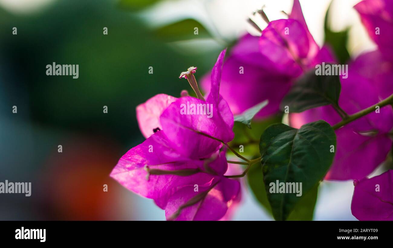 I fiori di albicocca nel giardino si preparano ad accogliere il tradizionale Tet.hoa mai traong khu vườn chuẩn bị đón tết truyền thống Foto Stock