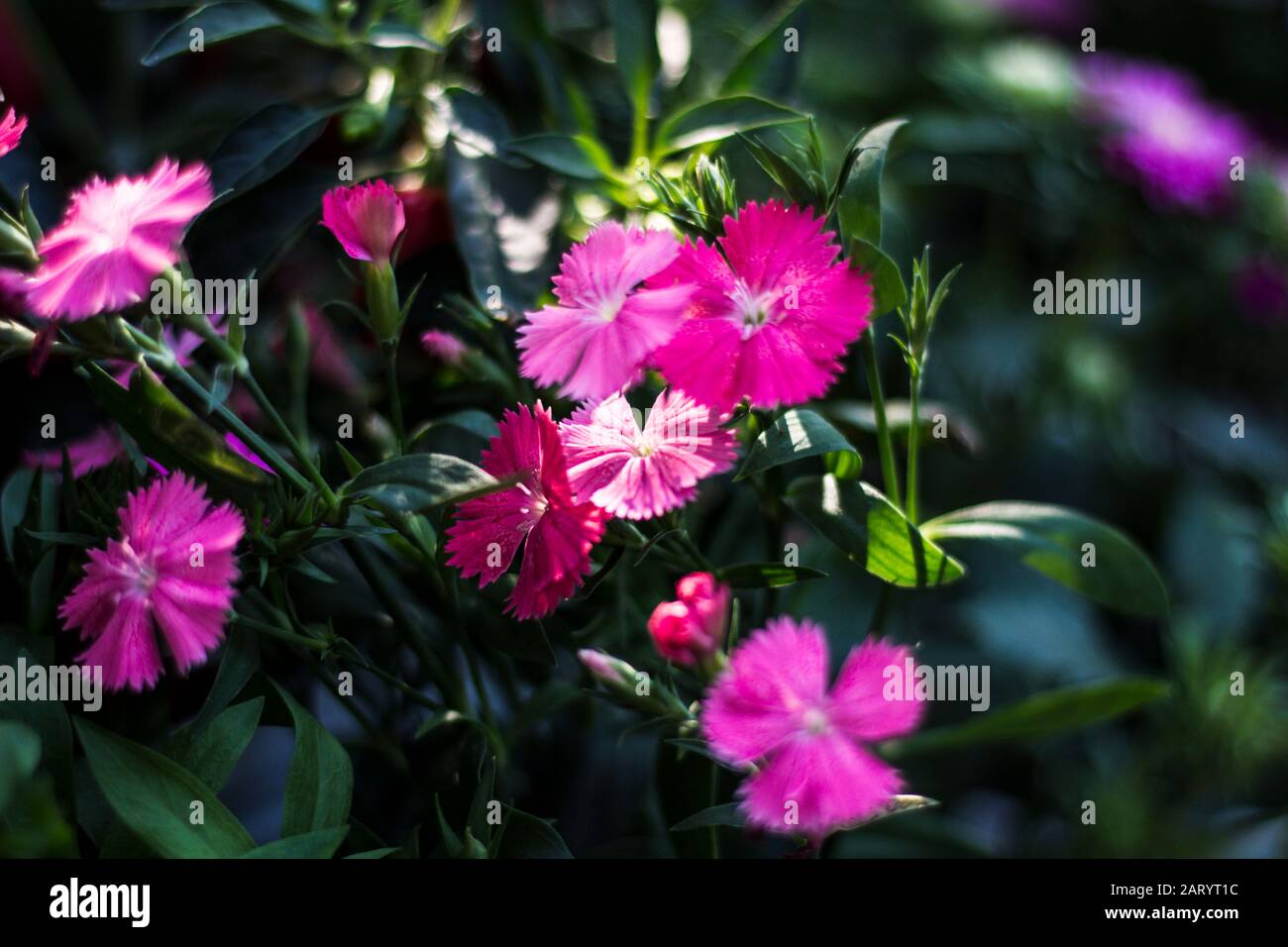 I fiori di albicocca nel giardino si preparano ad accogliere il tradizionale Tet.hoa mai traong khu vườn chuẩn bị đón tết truyền thống Foto Stock