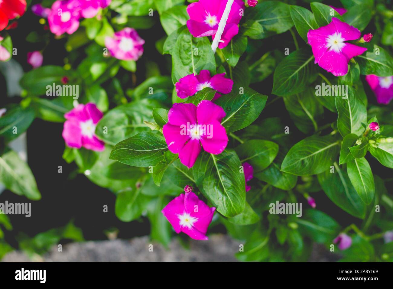 I fiori di albicocca nel giardino si preparano ad accogliere il tradizionale Tet.hoa mai traong khu vườn chuẩn bị đón tết truyền thống Foto Stock