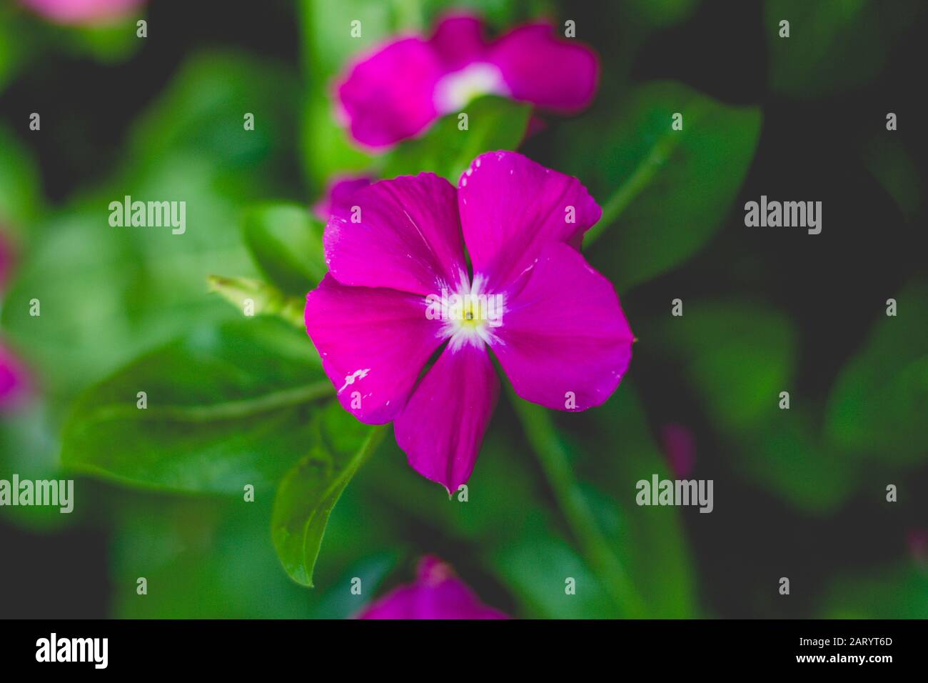 I fiori di albicocca nel giardino si preparano ad accogliere il tradizionale Tet.hoa mai traong khu vườn chuẩn bị đón tết truyền thống Foto Stock