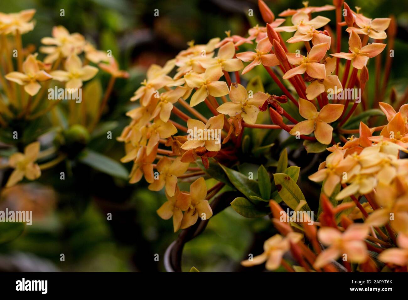 I fiori di albicocca nel giardino si preparano ad accogliere il tradizionale Tet.hoa mai traong khu vườn chuẩn bị đón tết truyền thống Foto Stock