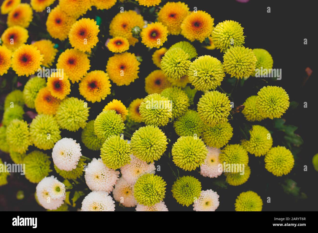 I fiori di albicocca nel giardino si preparano ad accogliere il tradizionale Tet.hoa mai traong khu vườn chuẩn bị đón tết truyền thống Foto Stock