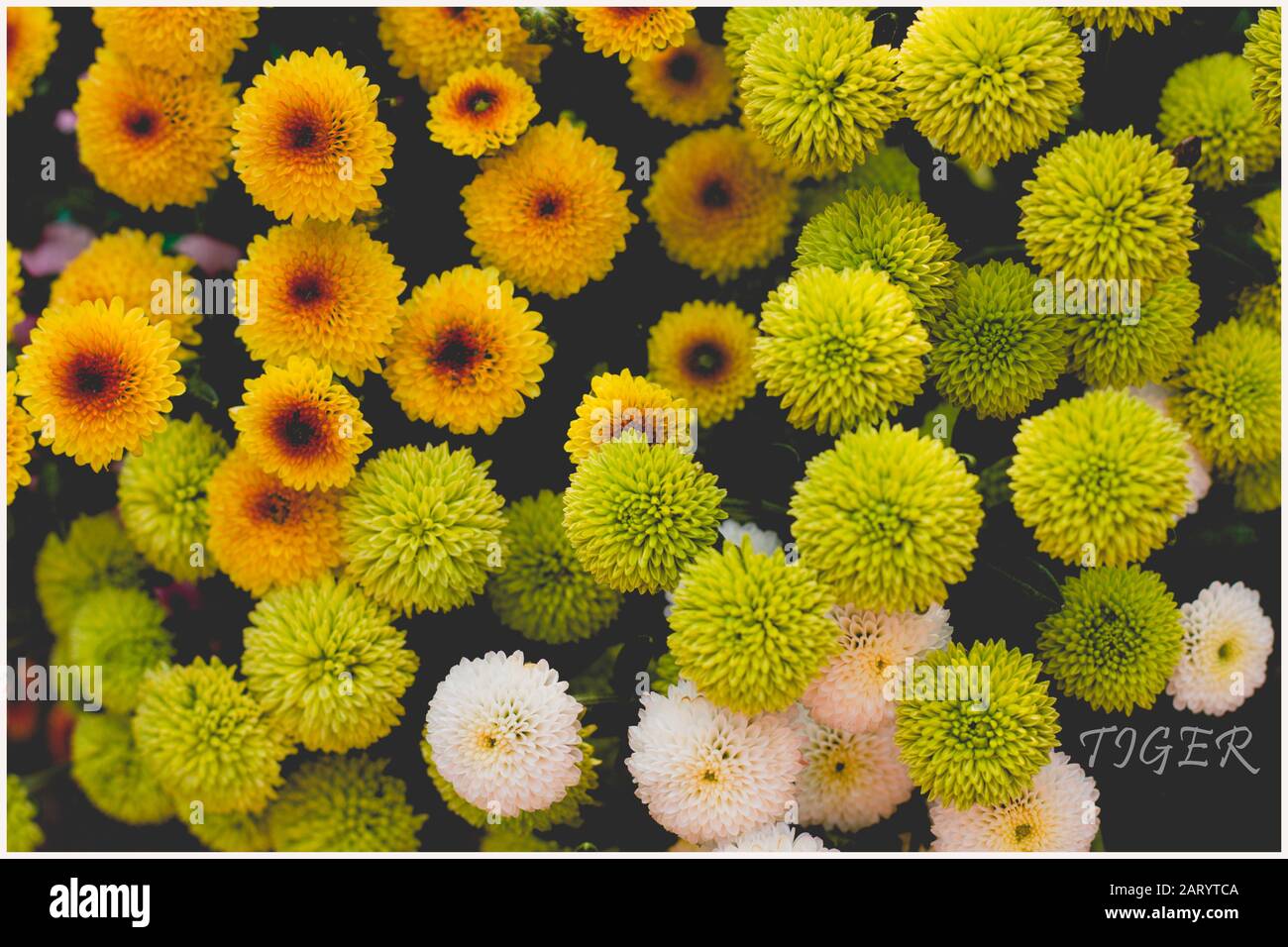 I fiori di albicocca nel giardino si preparano ad accogliere il tradizionale Tet.hoa mai traong khu vườn chuẩn bị đón tết truyền thống Foto Stock