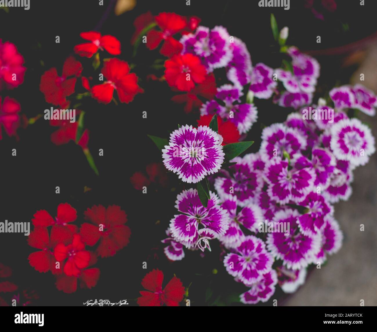 I fiori di albicocca nel giardino si preparano ad accogliere il tradizionale Tet.hoa mai traong khu vườn chuẩn bị đón tết truyền thống Foto Stock