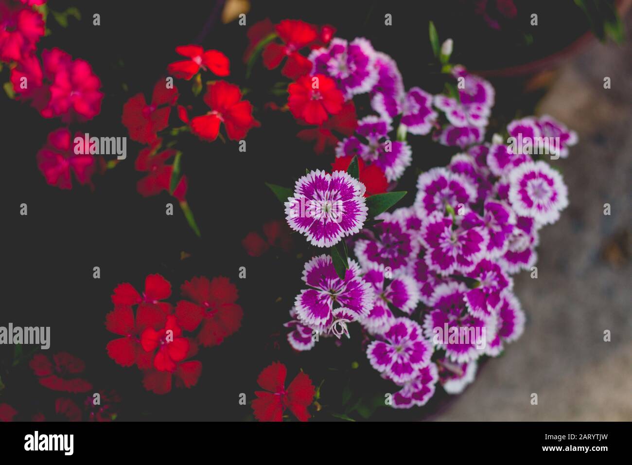 I fiori di albicocca nel giardino si preparano ad accogliere il tradizionale Tet.hoa mai traong khu vườn chuẩn bị đón tết truyền thống Foto Stock
