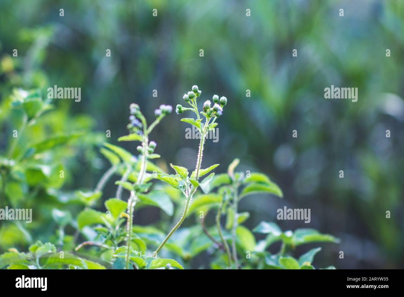 I fiori di albicocca nel giardino si preparano ad accogliere il tradizionale Tet.hoa mai traong khu vườn chuẩn bị đón tết truyền thống Foto Stock