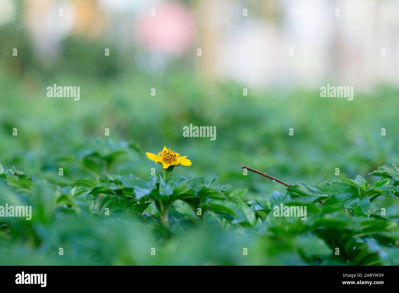 I fiori di albicocca nel giardino si preparano ad accogliere il tradizionale Tet.hoa mai traong khu vườn chuẩn bị đón tết truyền thống Foto Stock