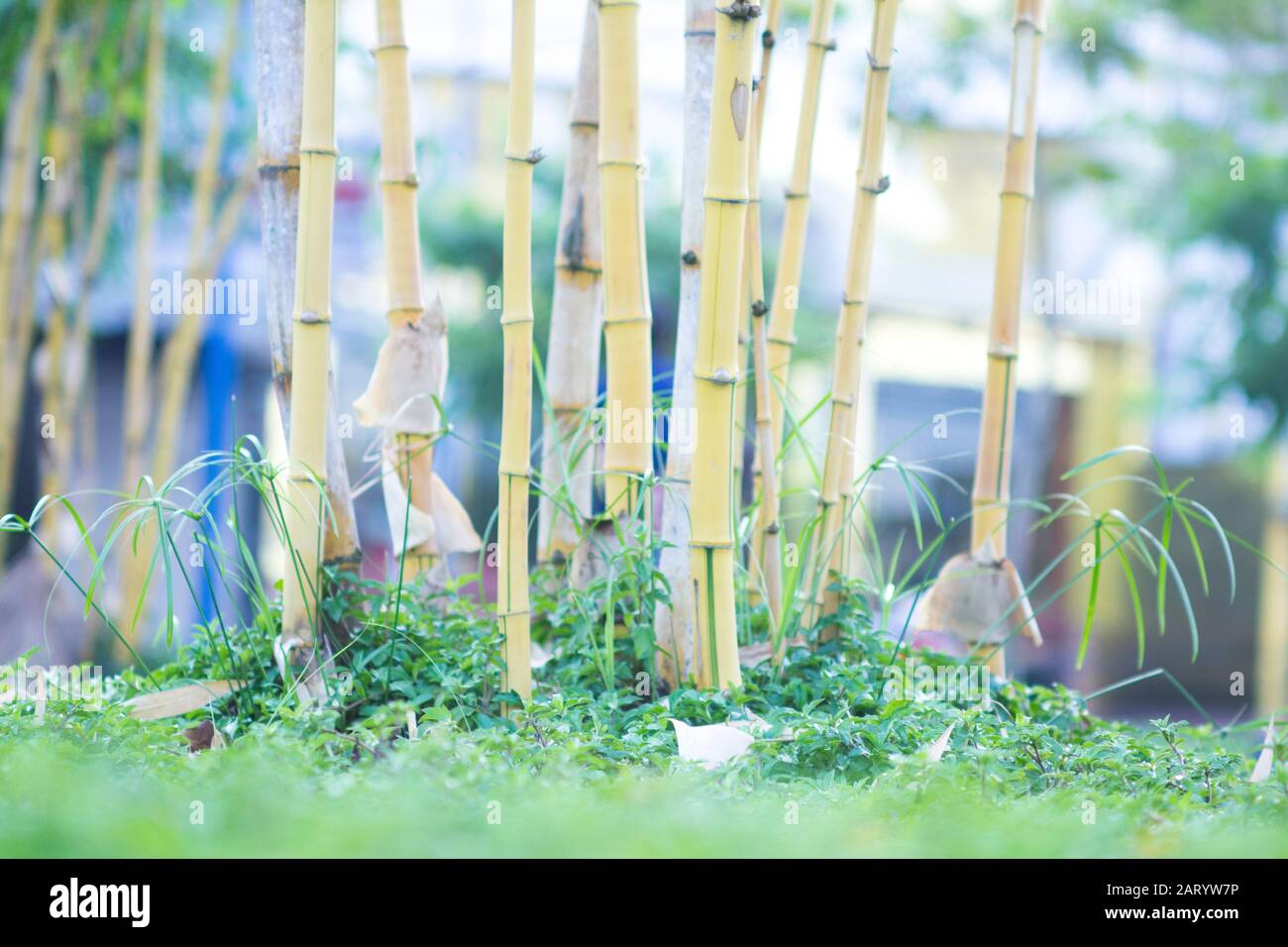I fiori di albicocca nel giardino si preparano ad accogliere il tradizionale Tet.hoa mai traong khu vườn chuẩn bị đón tết truyền thống Foto Stock