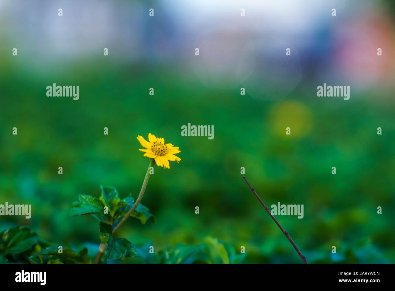I fiori di albicocca nel giardino si preparano ad accogliere il tradizionale Tet.hoa mai traong khu vườn chuẩn bị đón tết truyền thống Foto Stock