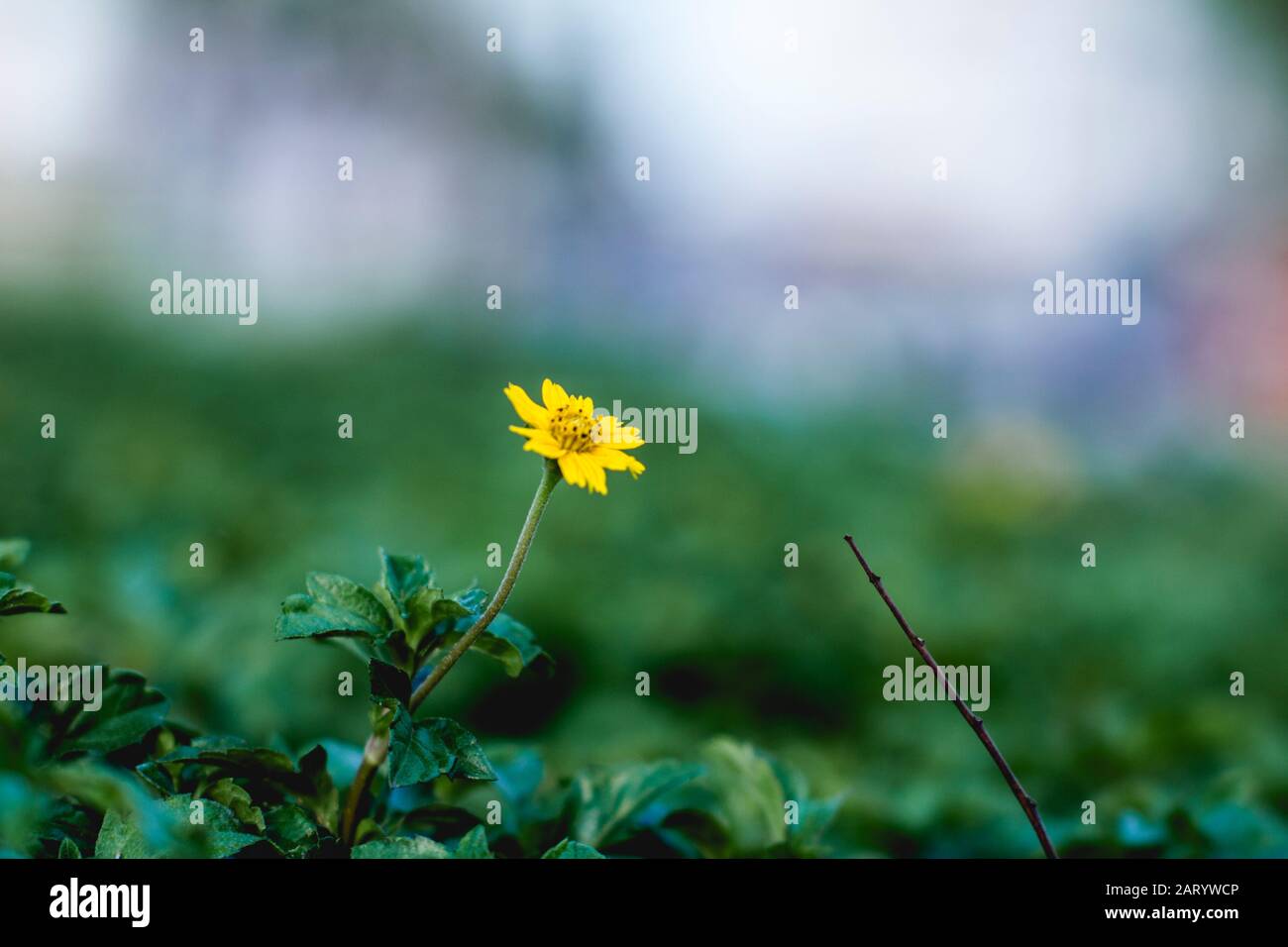 I fiori di albicocca nel giardino si preparano ad accogliere il tradizionale Tet.hoa mai traong khu vườn chuẩn bị đón tết truyền thống Foto Stock