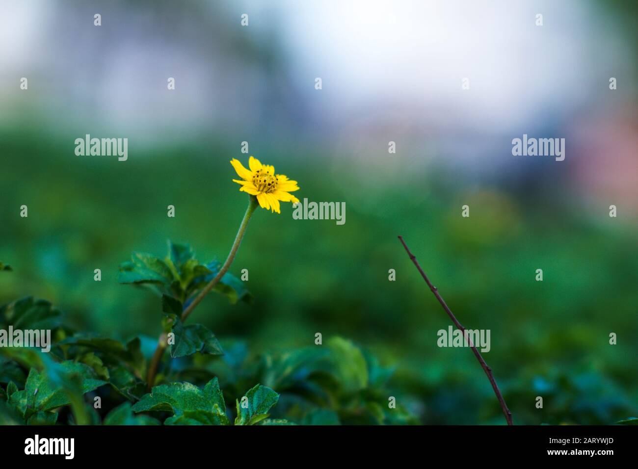 I fiori di albicocca nel giardino si preparano ad accogliere il tradizionale Tet.hoa mai traong khu vườn chuẩn bị đón tết truyền thống Foto Stock