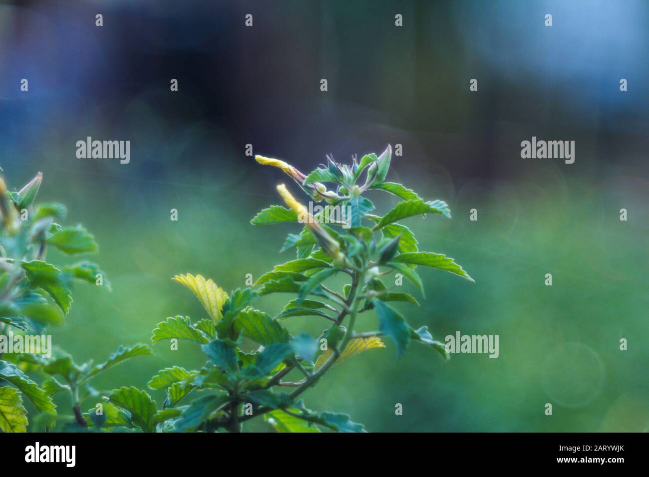 I fiori di albicocca nel giardino si preparano ad accogliere il tradizionale Tet.hoa mai traong khu vườn chuẩn bị đón tết truyền thống Foto Stock