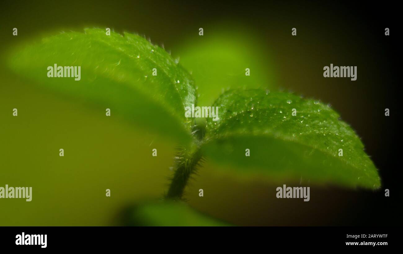 I fiori di albicocca nel giardino si preparano ad accogliere il tradizionale Tet.hoa mai traong khu vườn chuẩn bị đón tết truyền thống Foto Stock