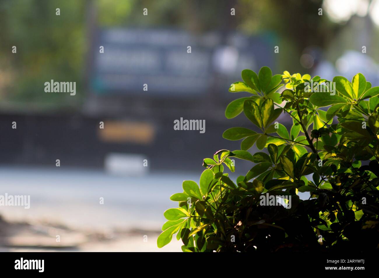 I fiori di albicocca nel giardino si preparano ad accogliere il tradizionale Tet.hoa mai traong khu vườn chuẩn bị đón tết truyền thống Foto Stock