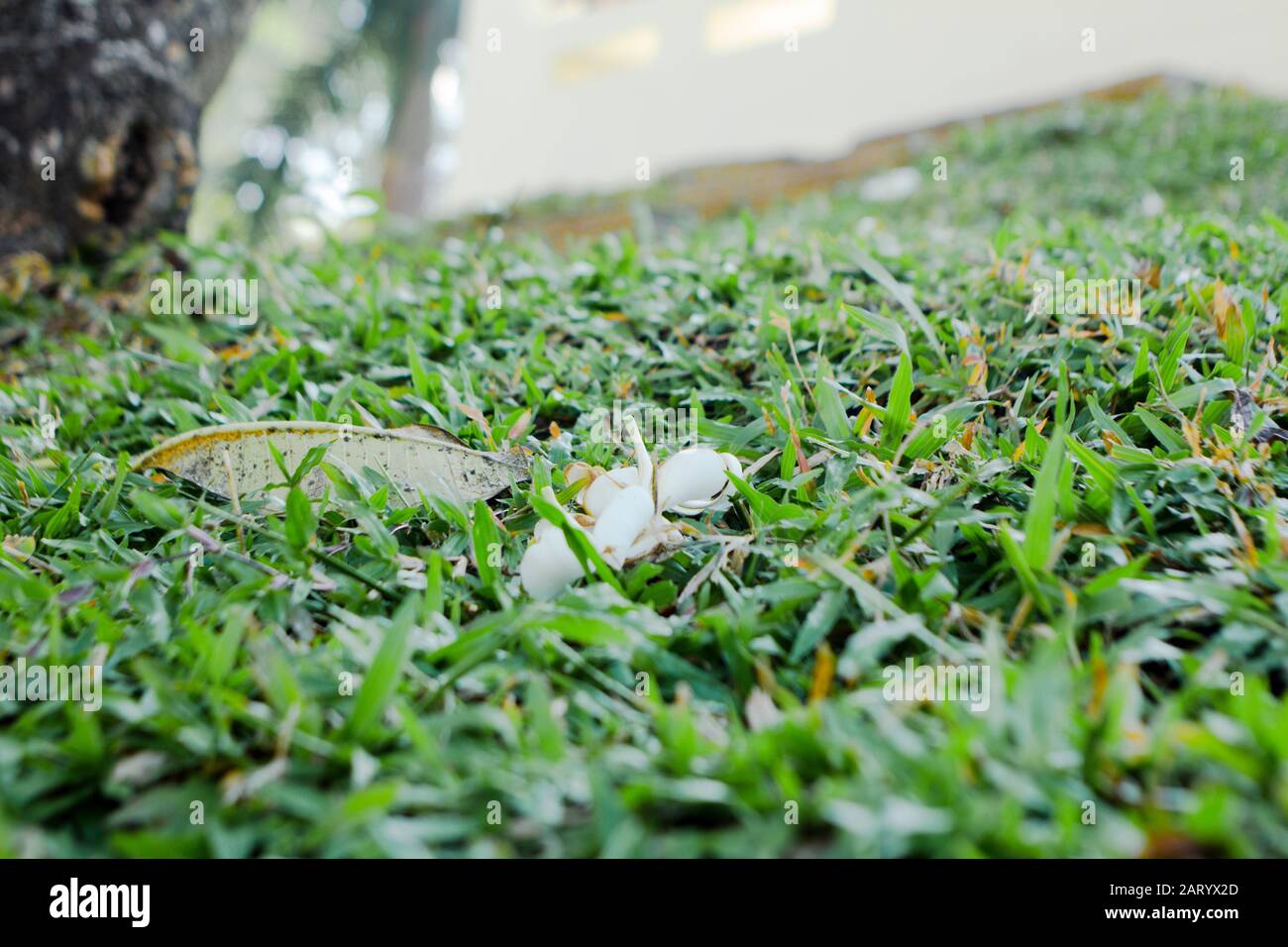 I fiori di albicocca nel giardino si preparano ad accogliere il tradizionale Tet.hoa mai traong khu vườn chuẩn bị đón tết truyền thống Foto Stock