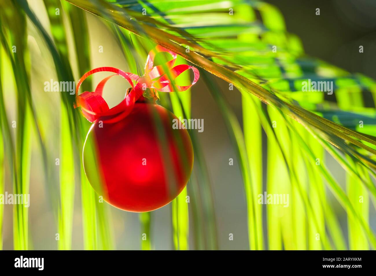Rosso bauble appeso alla pianta Foto Stock