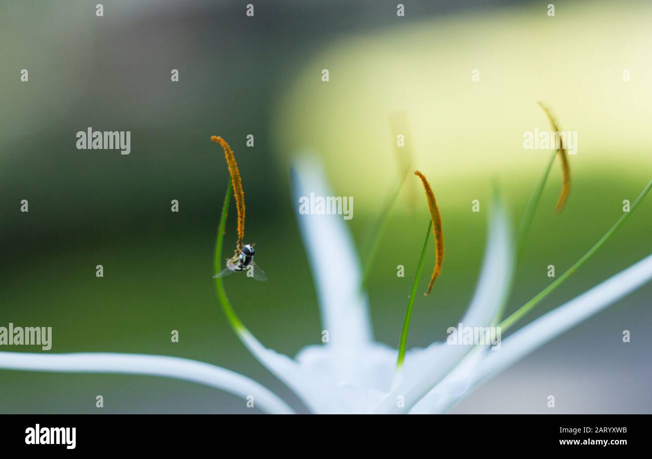 I fiori di albicocca nel giardino si preparano ad accogliere il tradizionale Tet.hoa mai traong khu vườn chuẩn bị đón tết truyền thống Foto Stock