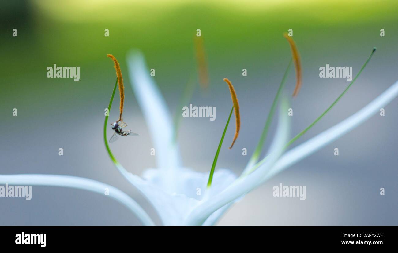 I fiori di albicocca nel giardino si preparano ad accogliere il tradizionale Tet.hoa mai traong khu vườn chuẩn bị đón tết truyền thống Foto Stock