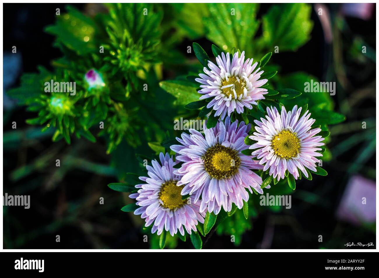 I fiori di albicocca nel giardino si preparano ad accogliere il tradizionale Tet.hoa mai traong khu vườn chuẩn bị đón tết truyền thống Foto Stock
