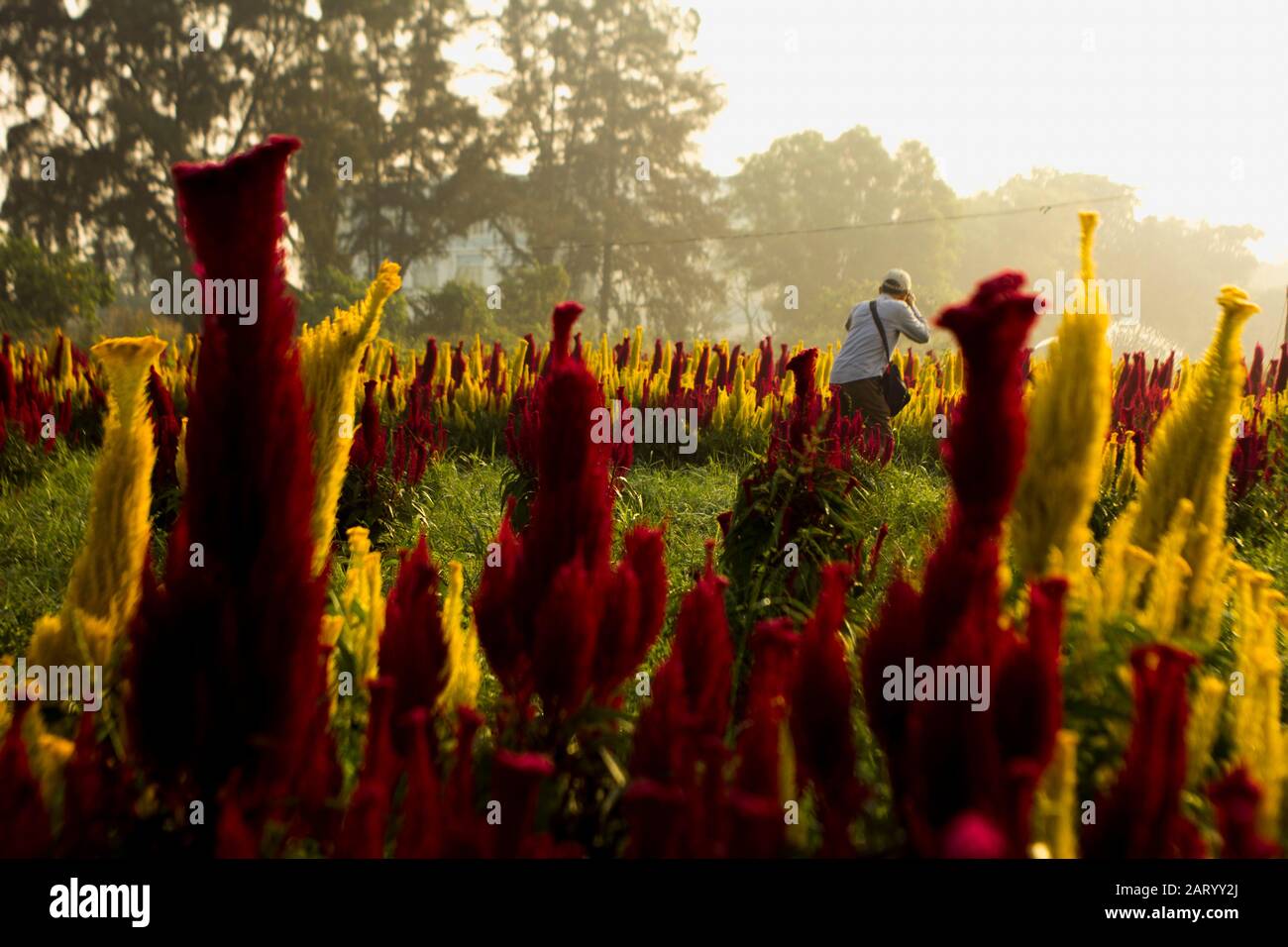 I fiori di albicocca nel giardino si preparano ad accogliere il tradizionale Tet.hoa mai traong khu vườn chuẩn bị đón tết truyền thống Foto Stock