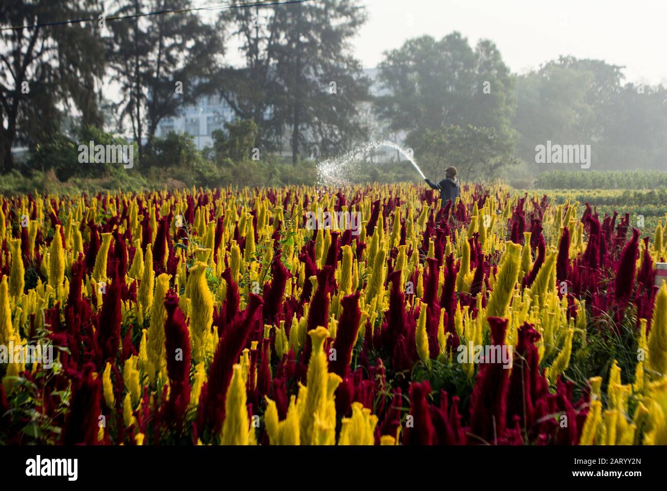I fiori di albicocca nel giardino si preparano ad accogliere il tradizionale Tet.hoa mai traong khu vườn chuẩn bị đón tết truyền thống Foto Stock