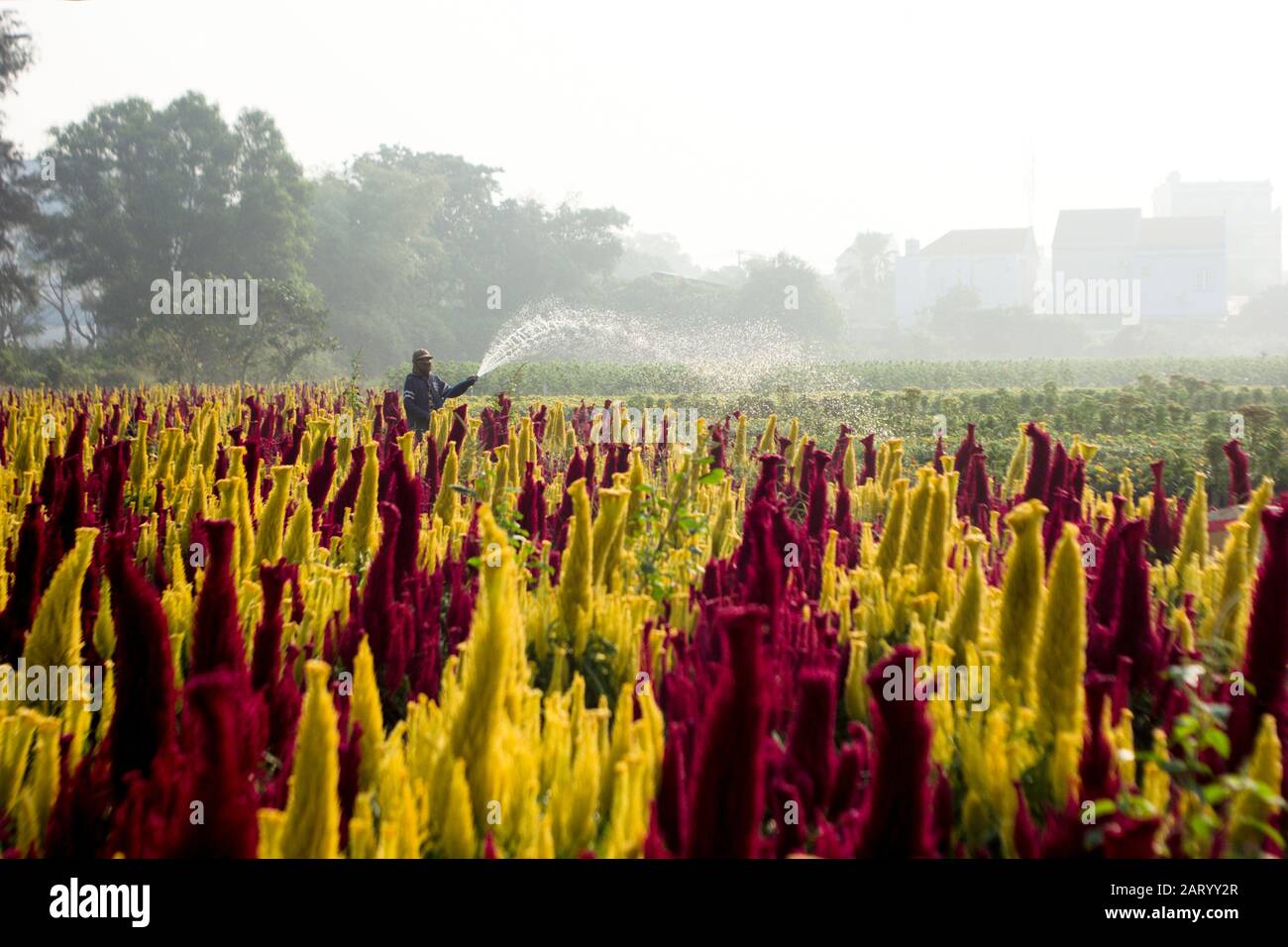 I fiori di albicocca nel giardino si preparano ad accogliere il tradizionale Tet.hoa mai traong khu vườn chuẩn bị đón tết truyền thống Foto Stock
