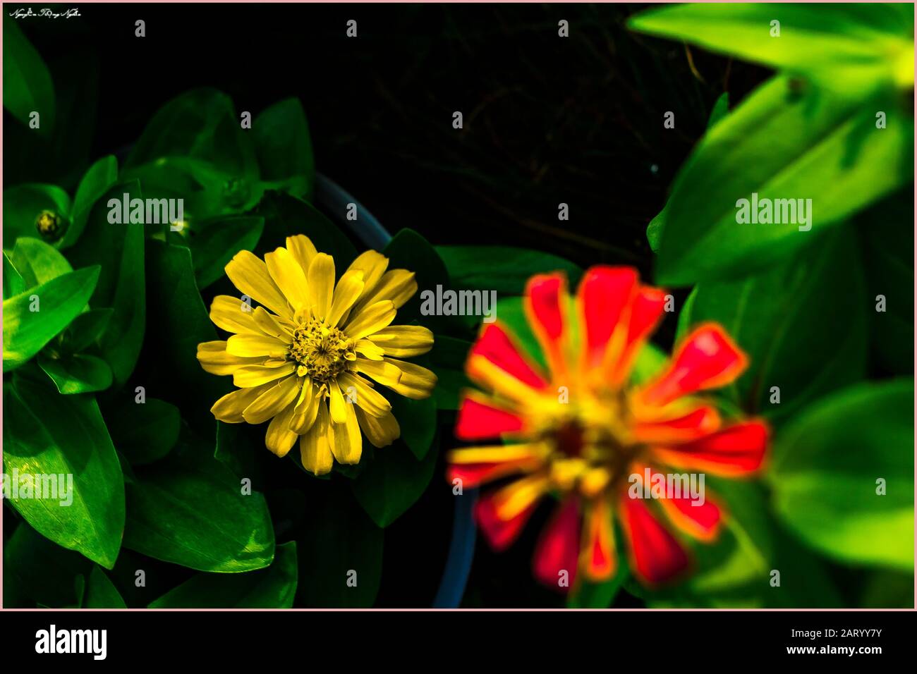 I fiori di albicocca nel giardino si preparano ad accogliere il tradizionale Tet.hoa mai traong khu vườn chuẩn bị đón tết truyền thống Foto Stock