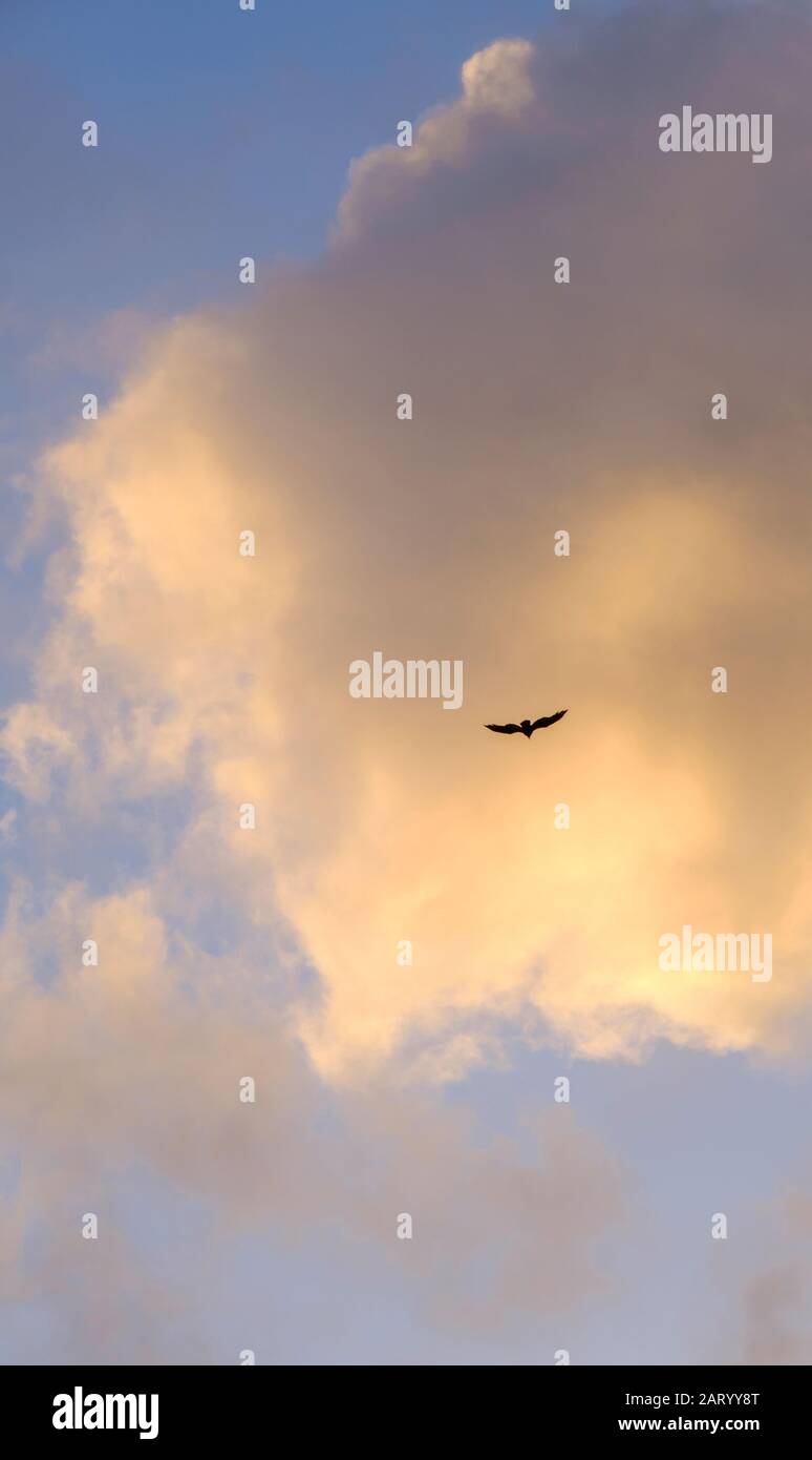 Uccelli che volano contro la nuvola Foto Stock