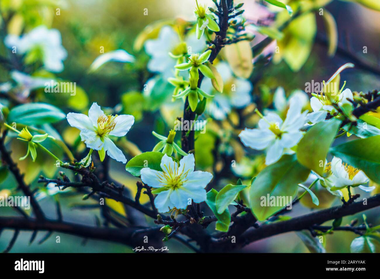 I fiori di albicocca nel giardino si preparano ad accogliere il tradizionale Tet Foto Stock