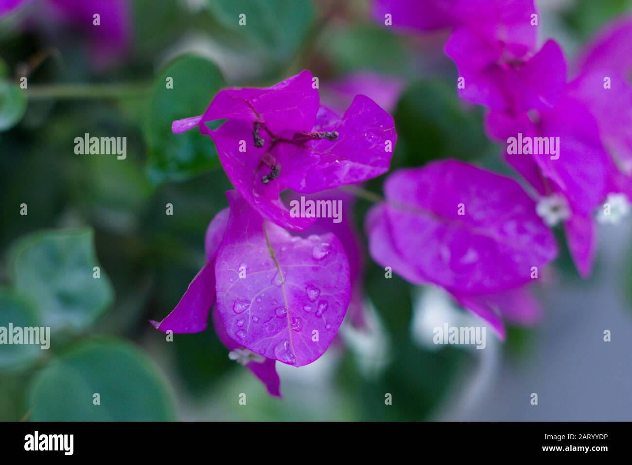 I fiori di albicocca nel giardino si preparano ad accogliere il tradizionale Tet.hoa mai traong khu vườn chuẩn bị đón tết truyền thống Foto Stock