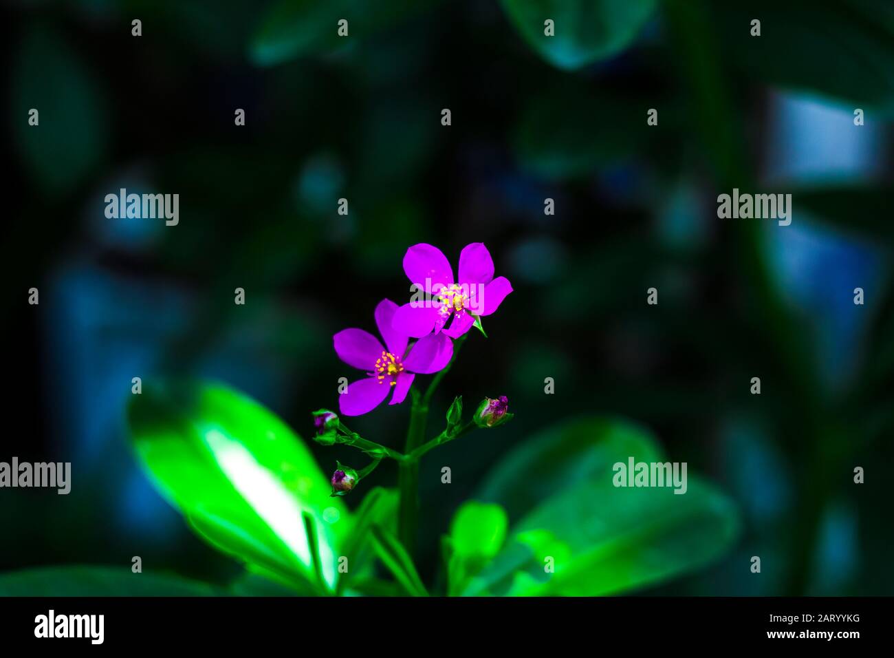I fiori di albicocca nel giardino si preparano ad accogliere il tradizionale Tet.hoa mai traong khu vườn chuẩn bị đón tết truyền thống Foto Stock