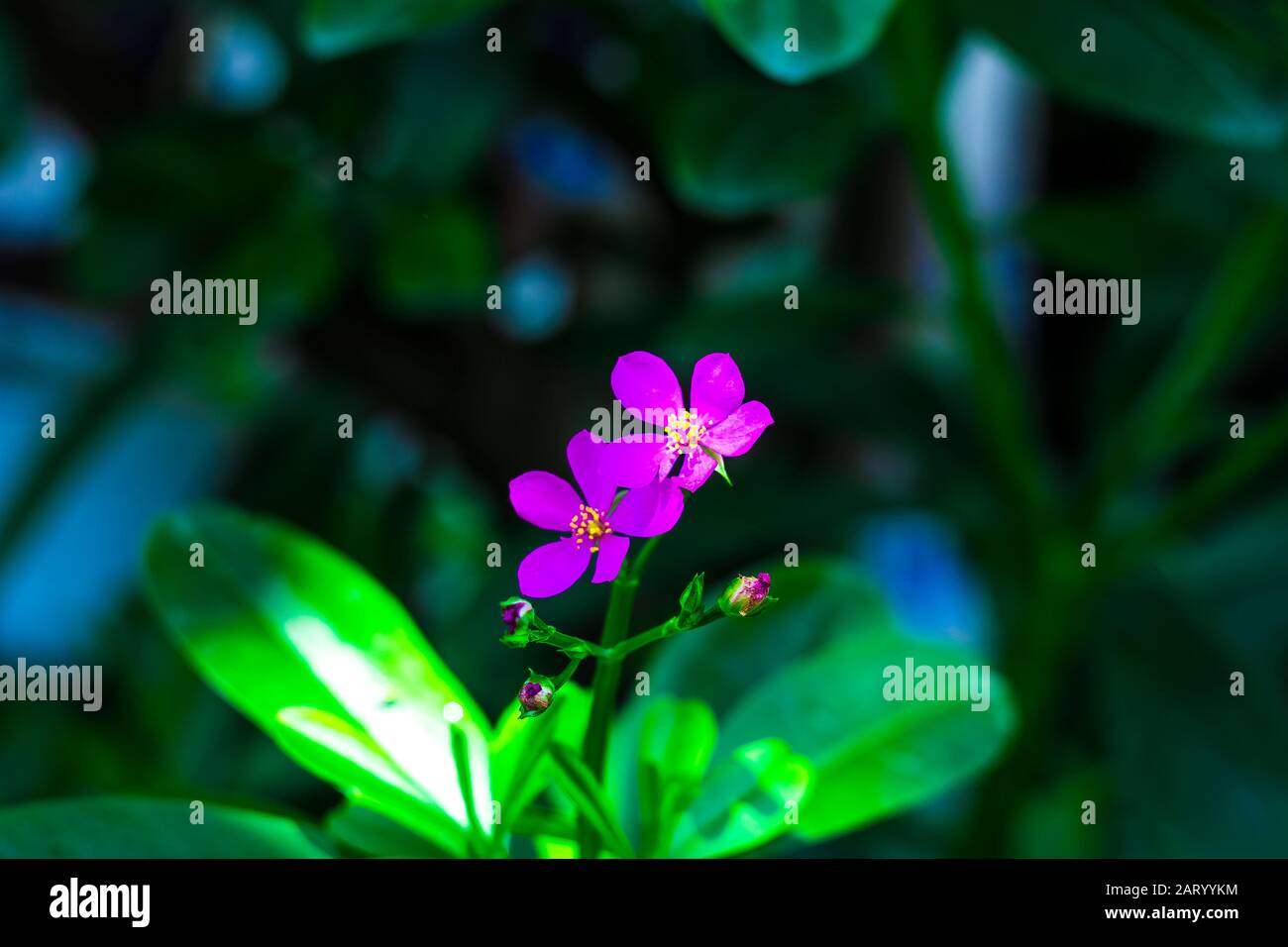 I fiori di albicocca nel giardino si preparano ad accogliere il tradizionale Tet.hoa mai traong khu vườn chuẩn bị đón tết truyền thống Foto Stock