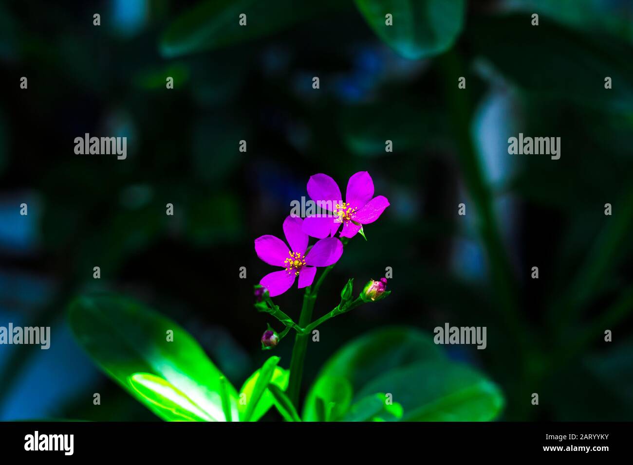 I fiori di albicocca nel giardino si preparano ad accogliere il tradizionale Tet.hoa mai traong khu vườn chuẩn bị đón tết truyền thống Foto Stock